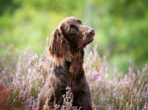 Produktbild: CALVENDO Puzzle Zeit mit dem Hund ist nie verlorene Zeit! | 2000 Teile Lege-Gr&ouml;&szlig;e 90x67cm Foto-Puzzle f&uuml;r gl&uuml;ckliche Stunden