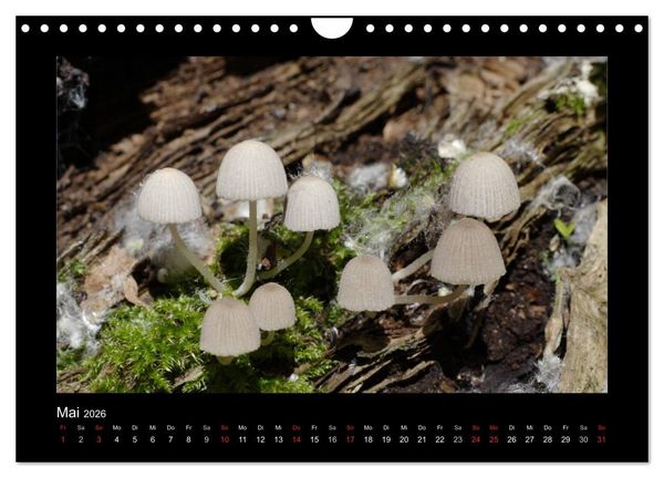 Produktbild: Pilze (Wandkalender 2026 DIN A4 quer), CALVENDO Monatskalender