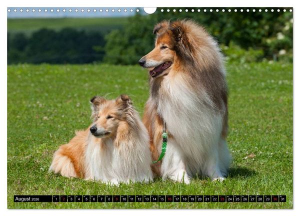 Produktbild: Collie - Mein bester Freund (Wandkalender 2026 DIN A3 quer), CALVENDO Monatskalender
