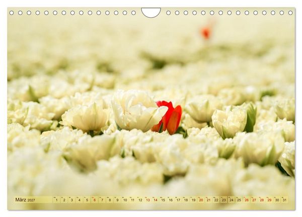 Produktbild: Tulpen - Hollands Stolz (Wandkalender 2027 DIN A4 quer), CALVENDO Monatskalender