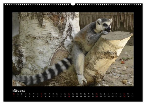 Produktbild: Bitte nicht st&ouml;ren... hier tr&auml;umen Tiere (Wandkalender 2026 DIN A2 quer), CALVENDO Monatskalender