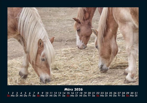 Produktbild: Welt der Pferde 2026 Fotokalender DIN A4