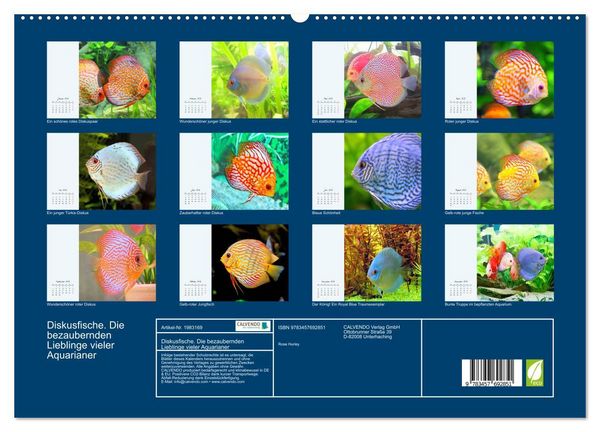 Produktbild: Diskusfische. Die bezaubernden Lieblinge vieler Aquarianer (hochwertiger Premium Wandkalender 2026 DIN A2 quer), Kunstdruck in Hochglanz