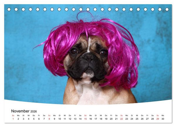 Produktbild: Bullys - Franz&ouml;sische Bulldoggen 2026 (Tischkalender 2026 DIN A5 quer), CALVENDO Monatskalender