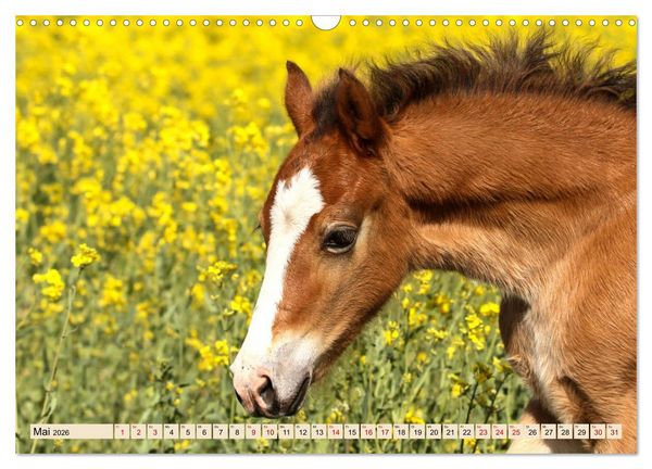 Produktbild: Tierkinder klein und s&uuml;&szlig; (Wandkalender 2026 DIN A3 quer), CALVENDO Monatskalender