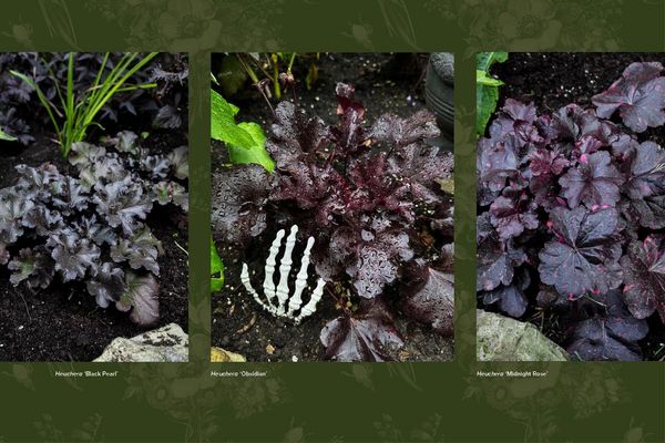 Produktbild: Darkness in Bloom