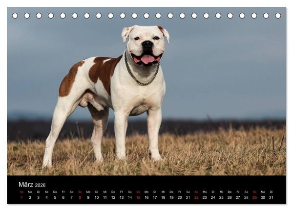 Produktbild: American Bulldog - alles Andere ist nur ein Hund (Tischkalender 2026 DIN A5 quer), CALVENDO Monatskalender