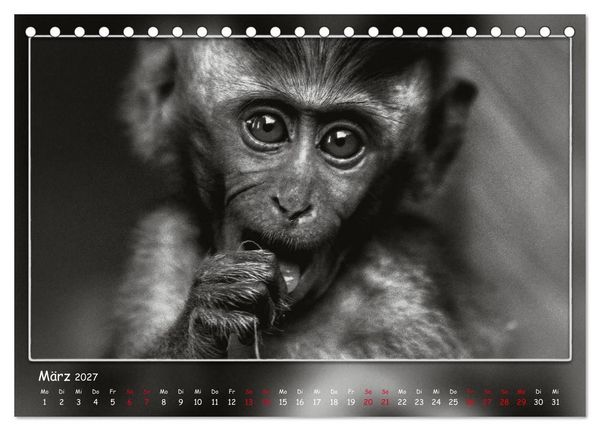 Produktbild: Tieren ins Gesicht geschaut (Tischkalender 2027 DIN A5 quer), CALVENDO Monatskalender
