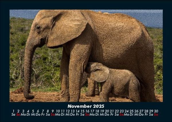 Produktbild: Der Elefantenkalender 2025 Fotokalender DIN A5