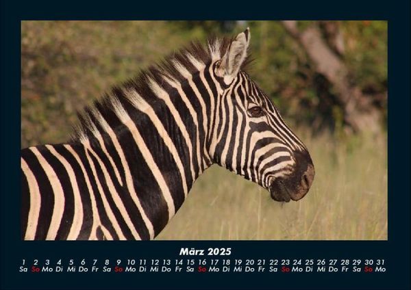 Produktbild: Tierkalender 2025 Fotokalender DIN A4