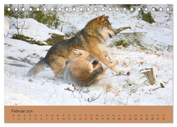 Produktbild: Begegnungen DER WOLF (Tischkalender 2026 DIN A5 quer), CALVENDO Monatskalender