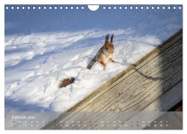 Produktbild: Bezaubernde Eichh&ouml;rnchen (Wandkalender 2026 DIN A4 quer), CALVENDO Monatskalender