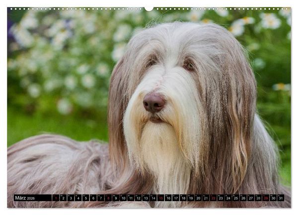 Produktbild: Liebenswerter Clown Bearded Collie (Wandkalender 2026 DIN A2 quer), CALVENDO Monatskalender