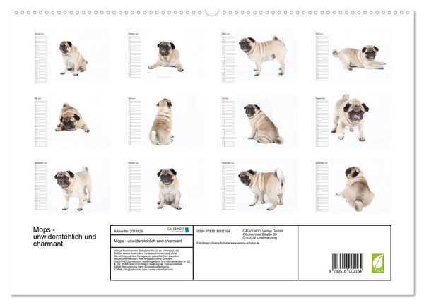 Produktbild: Mops - unwiderstehlich und charmant (hochwertiger Premium Wandkalender 2026 DIN A2 quer), Kunstdruck in Hochglanz