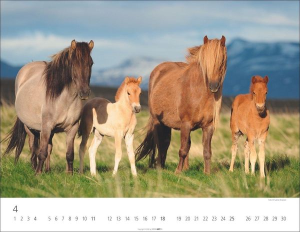 Produktbild: Islandpferde Kalender 2027