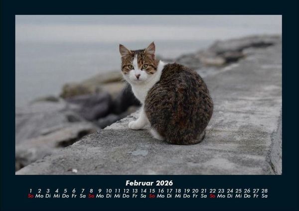 Produktbild: F&uuml;r Katzenfreunde 2026 Fotokalender DIN A4
