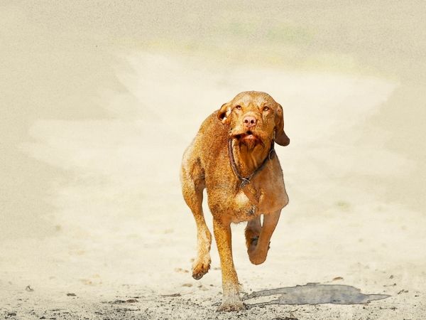 Produktbild: CALVENDO Puzzle Ein Bild aus dem Kalender Magyar Vizsla 2017 / UK-Version | 1000 Teile Lege-Gr&ouml;&szlig;e 64x48cm Foto-Puzzle f&uuml;r gl&uuml;ckliche Stunden
