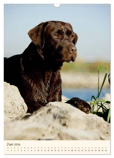 Produktbild: Labrador Retriever (Wandkalender 2026 DIN A3 hoch), CALVENDO Monatskalender