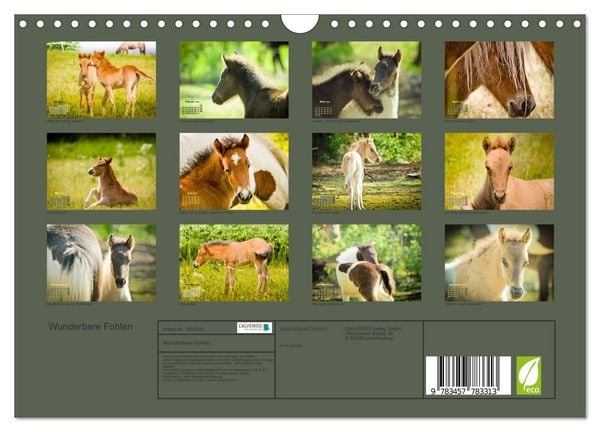 Produktbild: Wunderbare Fohlen (Wandkalender 2026 DIN A4 quer), CALVENDO Monatskalender