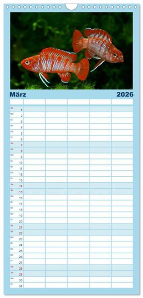 Produktbild: Familienplaner 2026 - Beliebte Fische der Welt mit 5 Spalten (Wandkalender, 21 x 45 cm) CALVENDO