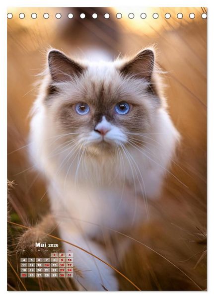 Produktbild: Pfotenabenteuer - Ragdolls in der Natur (Tischkalender 2026 DIN A5 hoch), CALVENDO Monatskalender