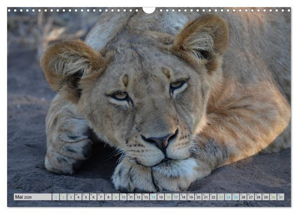 Produktbild: L&ouml;wen. Die K&ouml;nige Afrikas (Wandkalender 2026 DIN A3 quer), CALVENDO Monatskalender