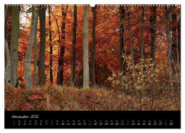 Produktbild: Wald (hochwertiger Premium Wandkalender 2026 DIN A2 quer), Kunstdruck in Hochglanz