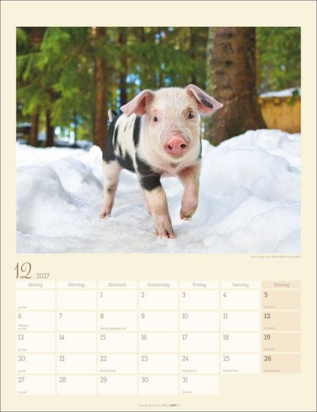Produktbild: Schweinchen Kalender 2027