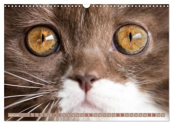 Produktbild: Kittens - Britisch Kurzhaar Katzenkinder (Wandkalender 2026 DIN A3 quer), CALVENDO Monatskalender