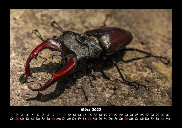 Produktbild: Waldbewohner 2025 Fotokalender DIN A3