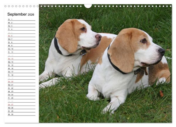 Produktbild: DER BEAGLEige TERMINPLANER (Wandkalender 2026 DIN A3 quer), CALVENDO Monatskalender