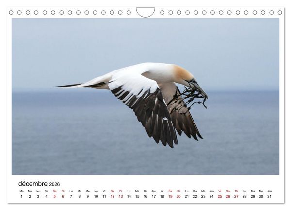 Produktbild: Fous de Bassan - Grands oiseaux marins (Calendrier mural 2026 DIN A4 vertical), CALVENDO calendrier mensuel