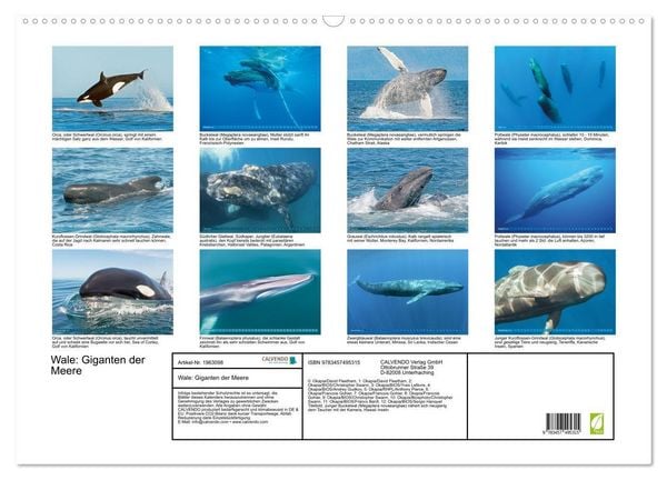 Produktbild: Wale: Giganten der Meere (Wandkalender 2026 DIN A2 quer), CALVENDO Monatskalender