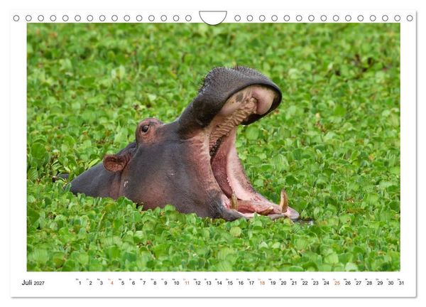 Produktbild: Afrika Wildlife-Fotografien (Wandkalender 2027 DIN A4 quer), CALVENDO Monatskalender