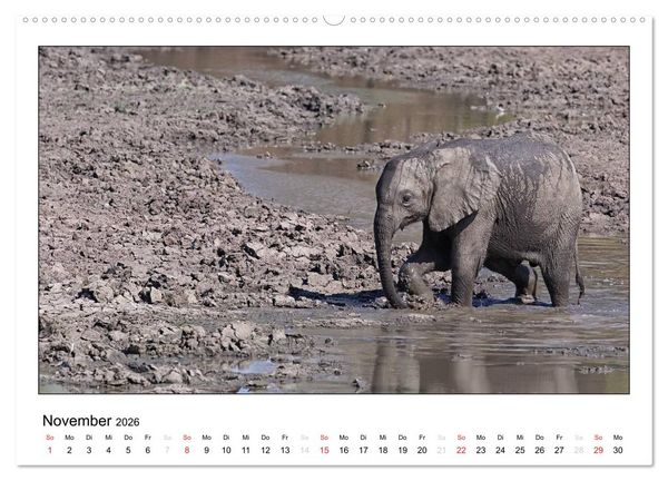 Produktbild: Afrikanische Elefanten (hochwertiger Premium Wandkalender 2026 DIN A2 quer), Kunstdruck in Hochglanz