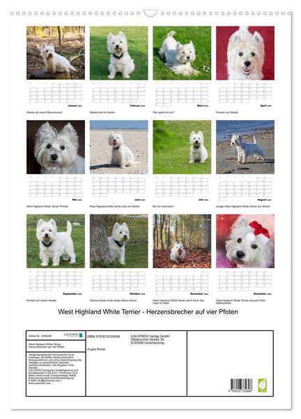 Produktbild: West Highland White Terrier - Herzensbrecher auf vier Pfoten (Wandkalender 2026 DIN A2 hoch), CALVENDO Monatskalender