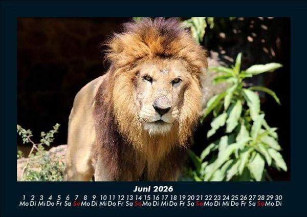Produktbild: Zoobewohner 2026 Fotokalender DIN A5