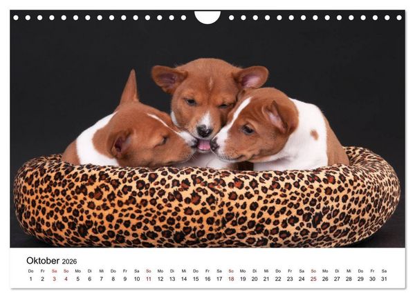 Produktbild: S&uuml;&szlig;e Basenji-Kinder (Wandkalender 2026 DIN A4 quer), CALVENDO Monatskalender