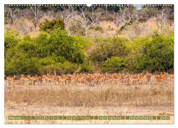 Produktbild: Chobe River - Eine spannende Flussfahrt in Botswana (Wandkalender 2026 DIN A2 quer), CALVENDO Monatskalender