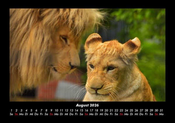 Produktbild: Tiere in der Wildnis 2026 Fotokalender DIN A3