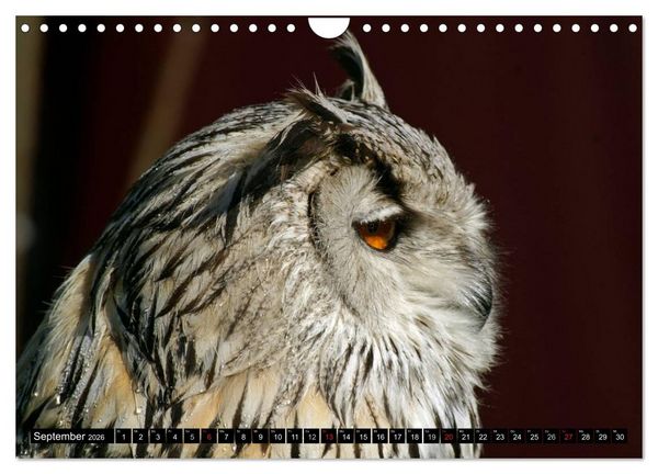 Produktbild: Eulen. Mystische Sch&ouml;nheiten (Wandkalender 2026 DIN A4 quer), CALVENDO Monatskalender