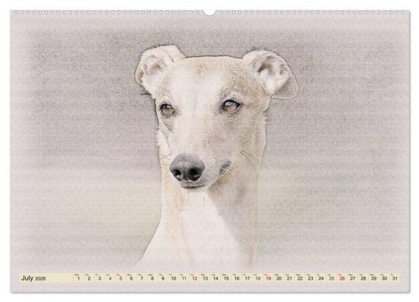Produktbild: Whippets 2026 (High Quality Premium Wall Calendar 2026 DIN A2 landscape),CALVENDO 12 Month Wall Calendar