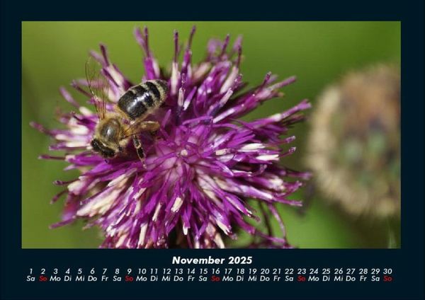 Produktbild: Bienen 2025 Fotokalender DIN A4