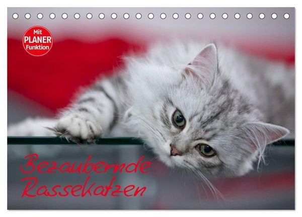 Produktbild: Bezaubernde Rassekatzen (Tischkalender 2026 DIN A5 quer), CALVENDO Monatskalender