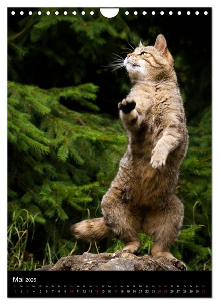 Produktbild: Wildkatzen - scheue J&auml;ger (Wandkalender 2026 DIN A4 hoch), CALVENDO Monatskalender