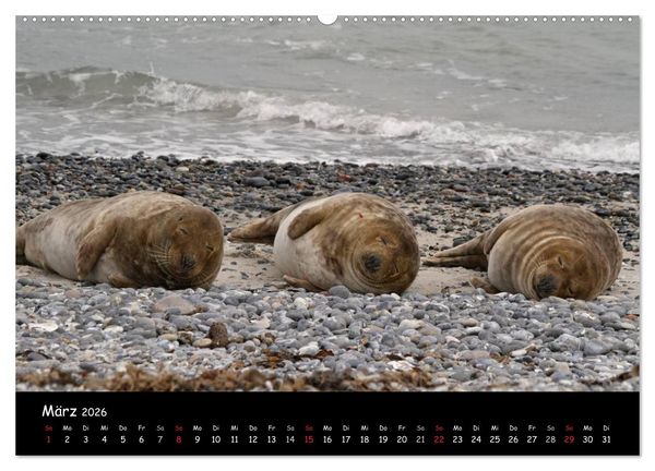 Produktbild: Kegelrobben und Seehunde (hochwertiger Premium Wandkalender 2026 DIN A2 quer), Kunstdruck in Hochglanz