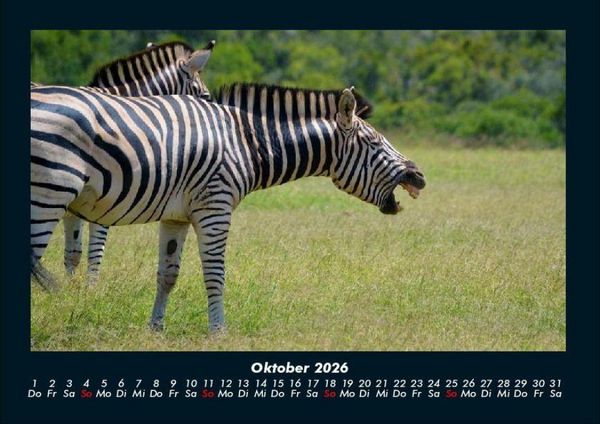Produktbild: Tiere in der Wildnis 2026 Fotokalender DIN A4