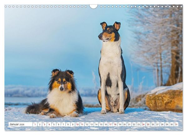 Produktbild: Ein Freund f&uuml;rs Leben - Smooth Collie (Wandkalender 2026 DIN A3 quer), CALVENDO Monatskalender