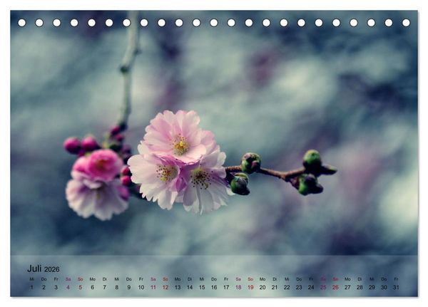 Produktbild: Bl&uuml;tenrausch - Mit Fr&uuml;hlingsgef&uuml;hlen durchs ganze Jahr (Tischkalender 2026 DIN A5 quer), CALVENDO Monatskalender
