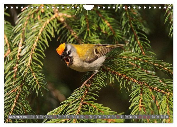 Produktbild: V&ouml;gel ganz nah (Wandkalender 2026 DIN A4 quer), CALVENDO Monatskalender